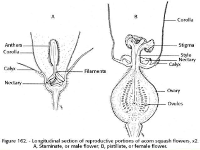 diagram of pumpkin flower wiring diagrams lose Parts of an Apple Diagram diagram of pumpkin flower wiring diagrams crab diagram diagram of pumpkin flower